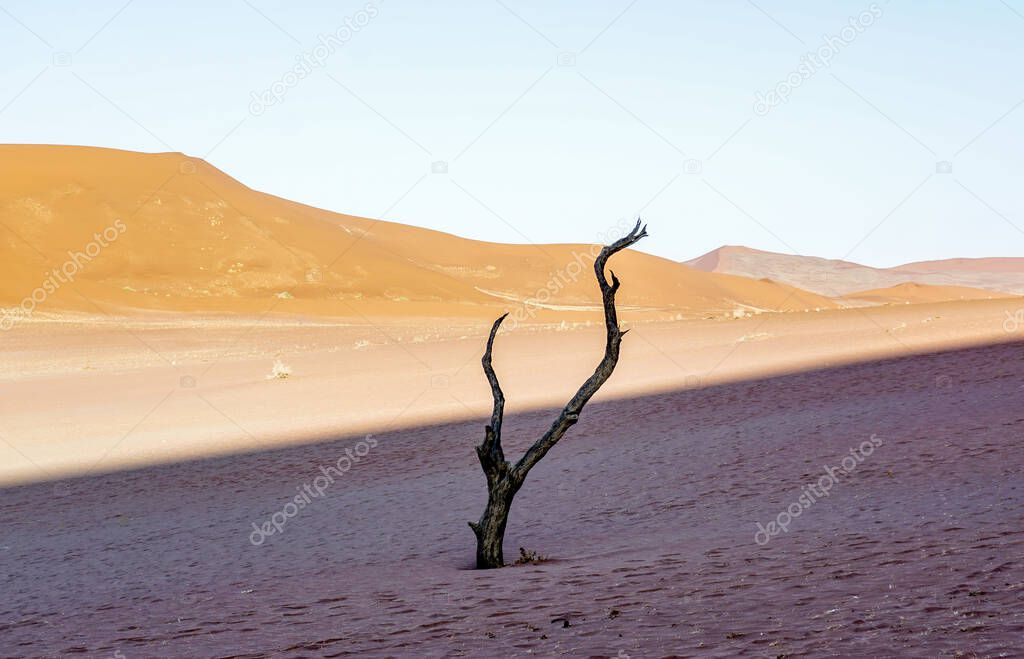 Dead tree in the desert of namibia