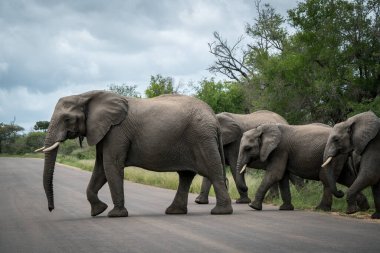 Kruger Ulusal Parkı 'nda karşıdan karşıya geçen bir grup fil.