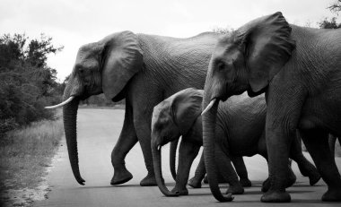 Kruger Ulusal Parkı 'nda karşıdan karşıya geçen bir grup fil.