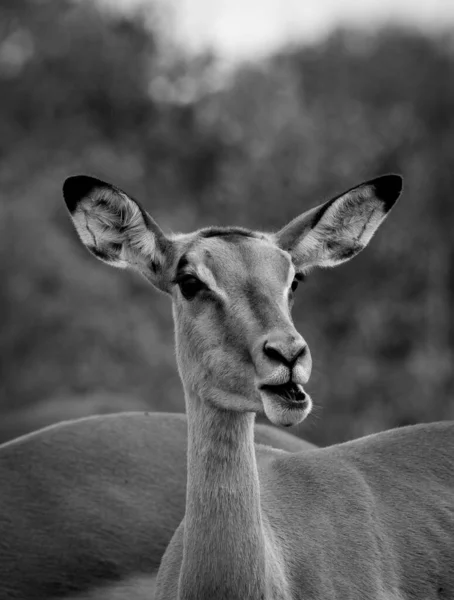 Antilope egy afrikai nemzeti parkban — Stock Fotó