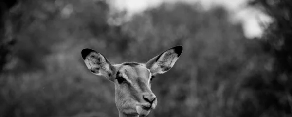 Antilope egy afrikai nemzeti parkban — Stock Fotó