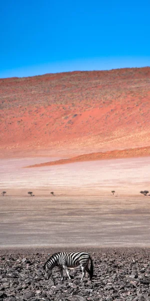 ナミブの砂丘の孤独なゼブラ — ストック写真
