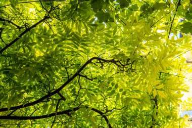 Birçok yeşil yaprağın dokusu