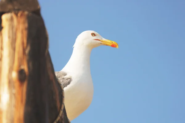 Seagull portrait set against blue sky Royalty Free Stock Images