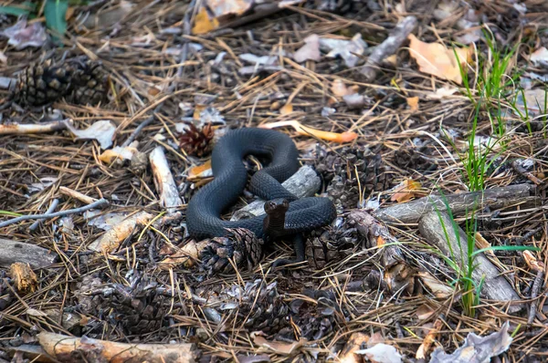 De zwarte slang Viper — Stockfoto