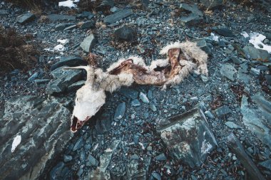 Skin head skull of wild RAM on the rocks. The ruthless extermination of the red data book species. The concept of poaching. clipart