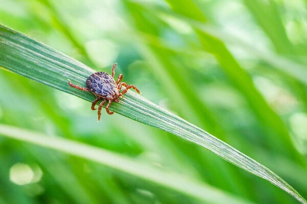 Encephalitis Infected Tick Insect on Green Grass in the sunshine of summer. Lyme Borreliosis Disease or Encephalitis Virus Infectious Dermacentor Tick Arachnid Parasite Macro