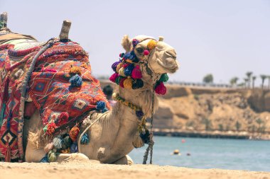 Hurghada sahilinde dinlenen deve. Turistleri taşımak için kullanılan yetişkin bir Mısır devesi kumlu bir sahilde güzel bir denizin zemininde yatıyor. Mısır.