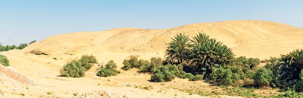 palm tree in the desert with sand dunes and blue cloudy sky. An oasis in the middle of an arid desert. Beautiful desert landscape