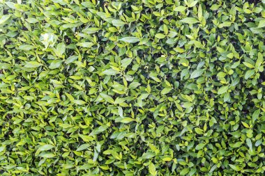 Çalı üzerinde yeşil yaprakların arka planı. Yeşil bitkilerin dokusu