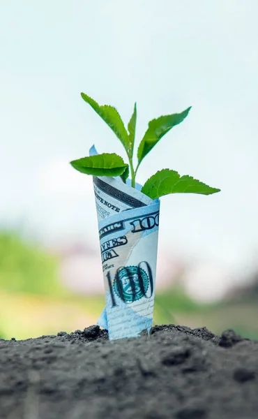 Dollar bill plant growth from ground. Concept of money tree growing investment and saving. Profitable ecology. Earnings on eco-products.