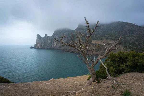 Albero contro il bellissimo paesaggio del mare — Foto Stock