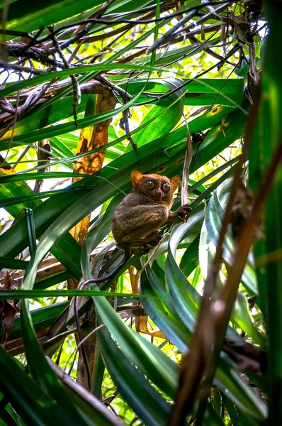 The tarsier — Stock Photo, Image