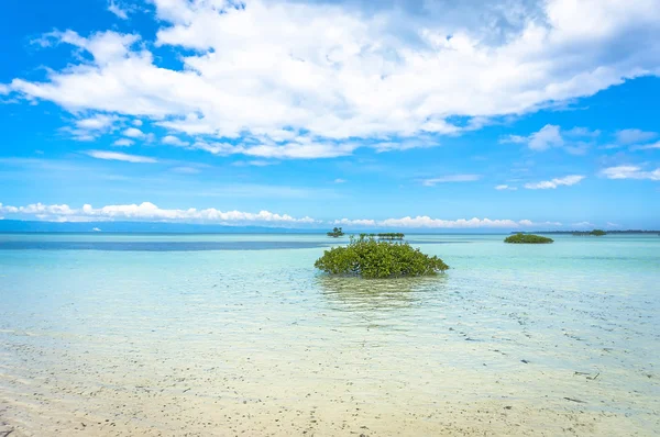 Green bushes in clear water — Stock Photo, Image