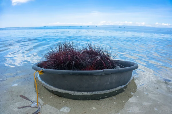 La captura de erizos de mar — Foto de Stock