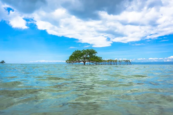 Arbre dans des eaux cristallines — Photo