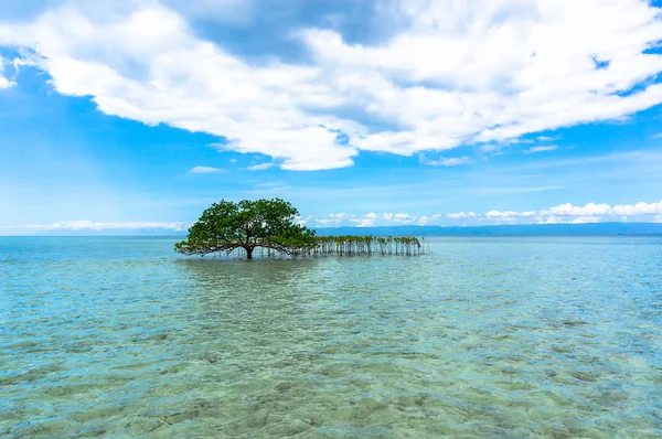 Tree in crystal clear waters — Stock Photo, Image