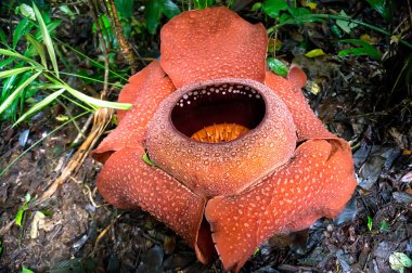 rafflesia  clipart
