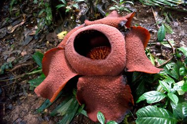 Rafflesia