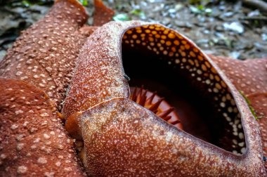 Rafflesia