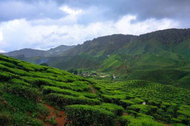 tea plantations clipart