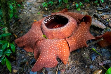 Rafflesia