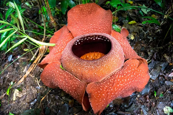 Rafflesia — Stockfoto