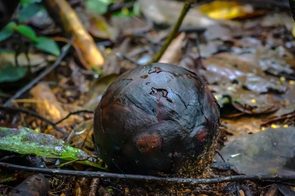 Rafflesia — Foto de Stock