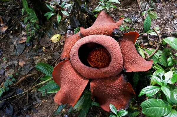Rafflesia — Stok fotoğraf