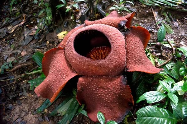 Rafflesia — Φωτογραφία Αρχείου