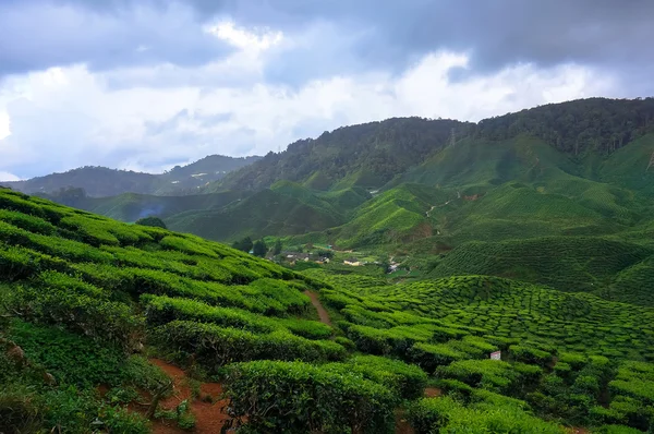 茶叶种植园 — 图库照片