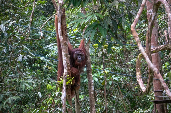 Orangutaani — kuvapankkivalokuva