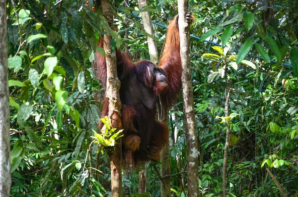 Orangután —  Fotos de Stock