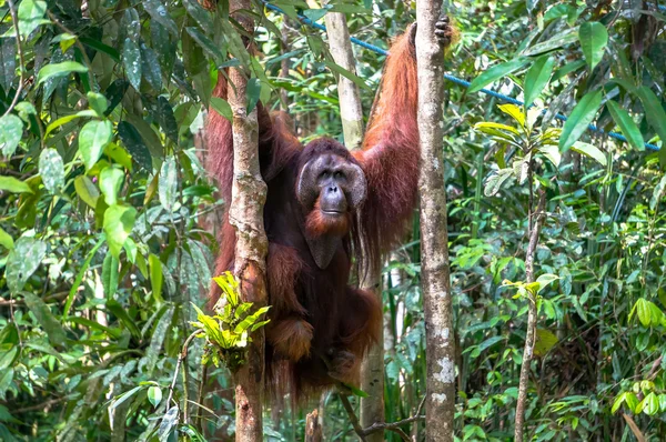 Orangutaani — kuvapankkivalokuva