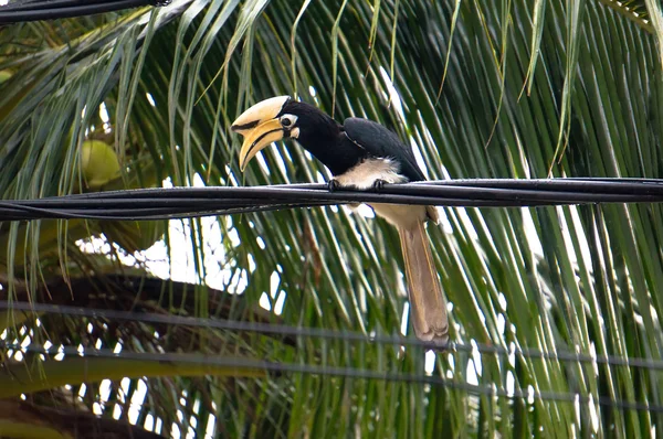 Rhinoceros Hornbill — Stock Photo, Image