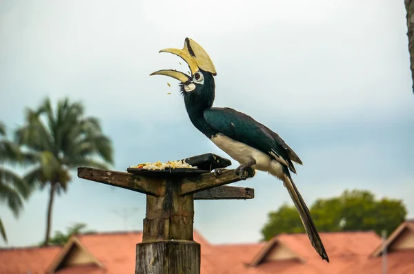 Rhinoceros Hornbill — Stock Photo, Image