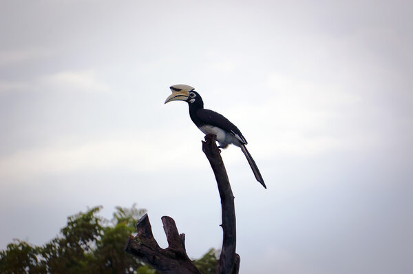 Хорнбулл, Носорог
 