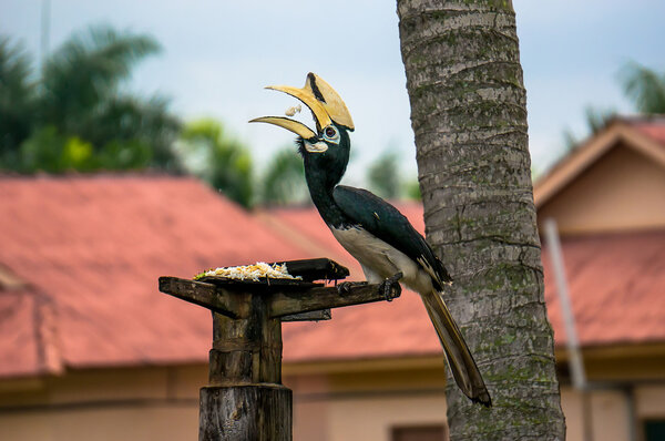 Хорнбулл, Носорог
