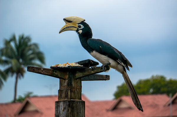 Хорнбулл, Носорог
