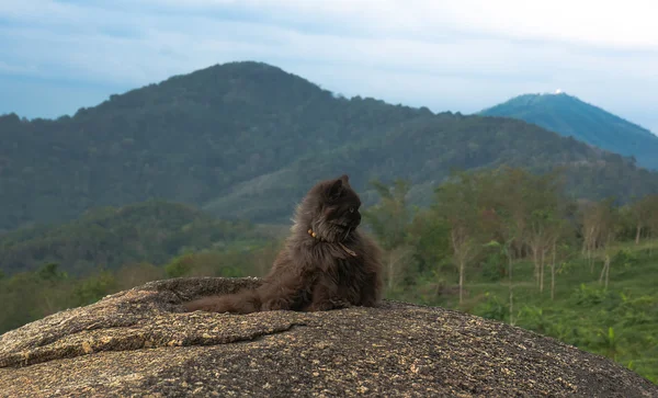 Gato gris sentado en una montaña —  Fotos de Stock