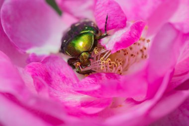 Pembe bir gül gül chafer