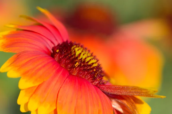 Macro view of yellow-red summer flower — Stock Photo, Image