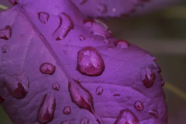 Fondo de gotas de rocío en la hoja — Foto de Stock