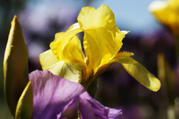 Fleurs dans un jardin au printemps. fleur d'iris jaune — Photo