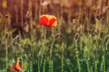 Yeşil otlar alan kırmızı poppy. Haşhaş çiçekleri.