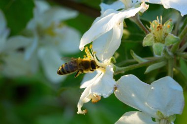 bahar beyaz çiçek ve arı. Bir çiçek arıya