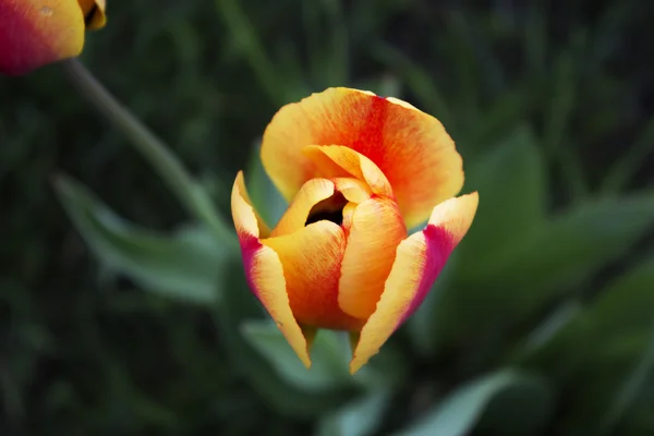 Tulipanes jardín al aire libre — Foto de Stock