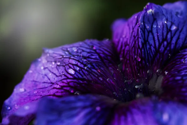Nahaufnahme Detail einer lila Blume mit Tropfen. eine lila Blume — Stockfoto