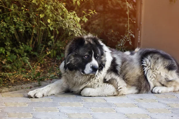 Dorosły pies Owczarek kaukaski na podwórku — Zdjęcie stockowe
