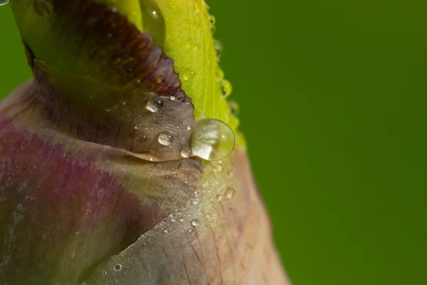 A água cai na flor. flor de íris molhada após a chuva com chuva d — Fotografia de Stock